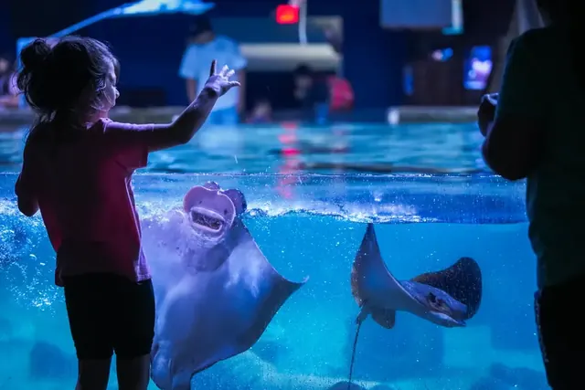 A child waving at the glass as stingrays glide past in a bright blue tank.