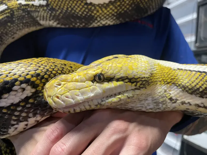 A yellow and white python resting in a pair of hands.